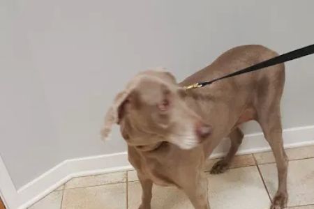 Pet Shield Veterinary Hospital