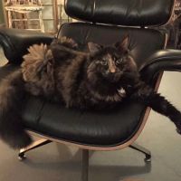 Montowese Veterinary Clinic ico