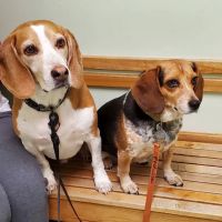 Valley Veterinary Associates ico