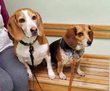 Valley Veterinary Associates