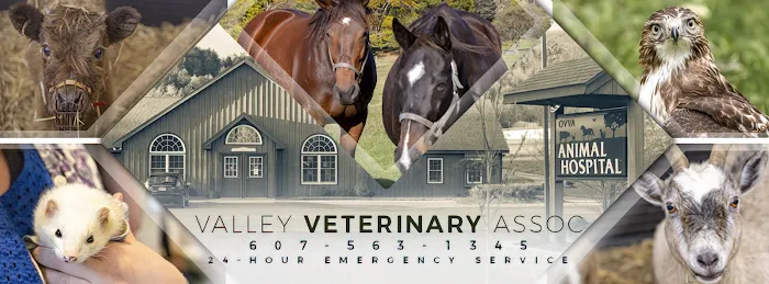 Valley Veterinary Associates 10