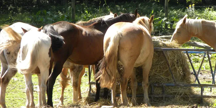 Dutton Veterinary Services PLLC 7
