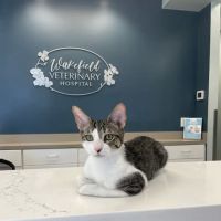 Wakefield Veterinary Hospital ico