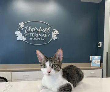 Wakefield Veterinary Hospital