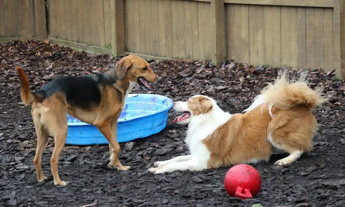 Companion Animal Hospital of Wakefield 12
