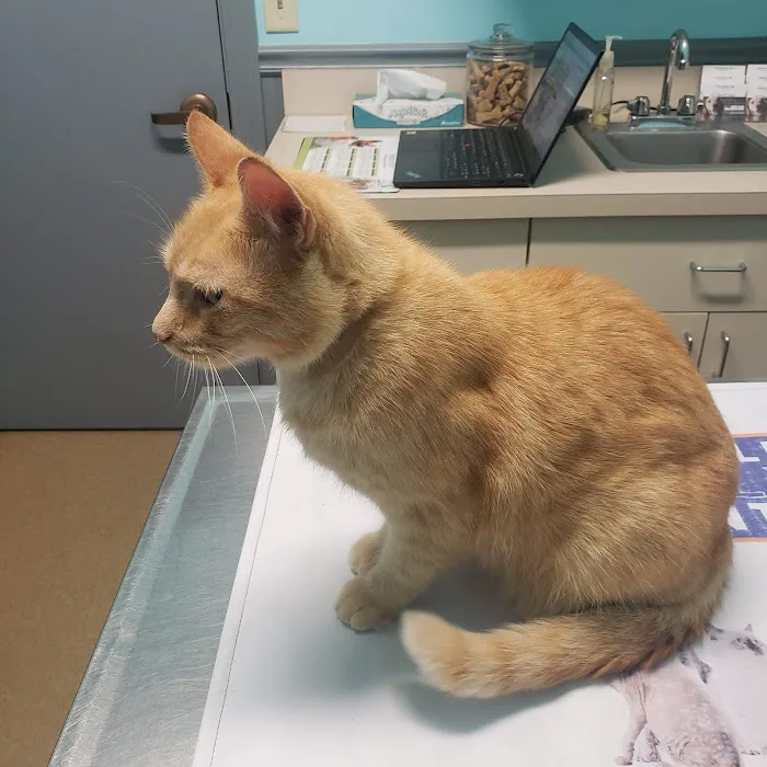 North Wake Animal Hospital 12