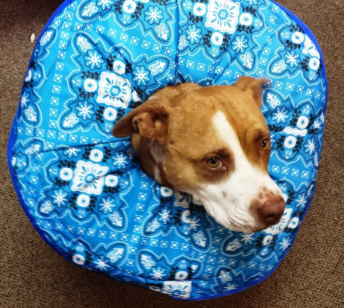 North Wake Animal Hospital 12