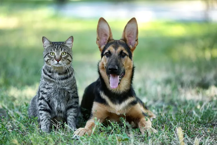 Louisburg Veterinary Hospital 12