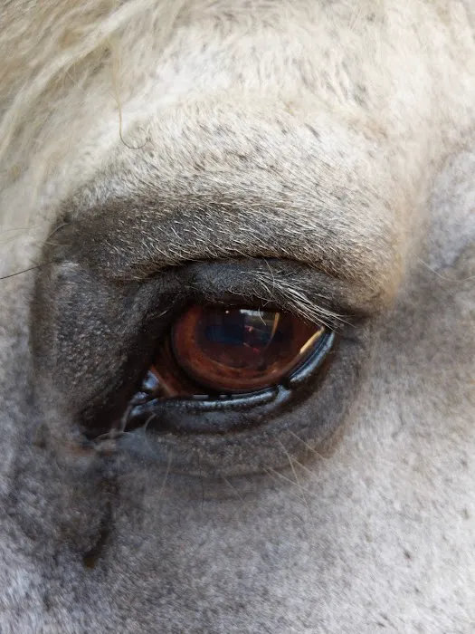 Large Animal Veterinary Services 12