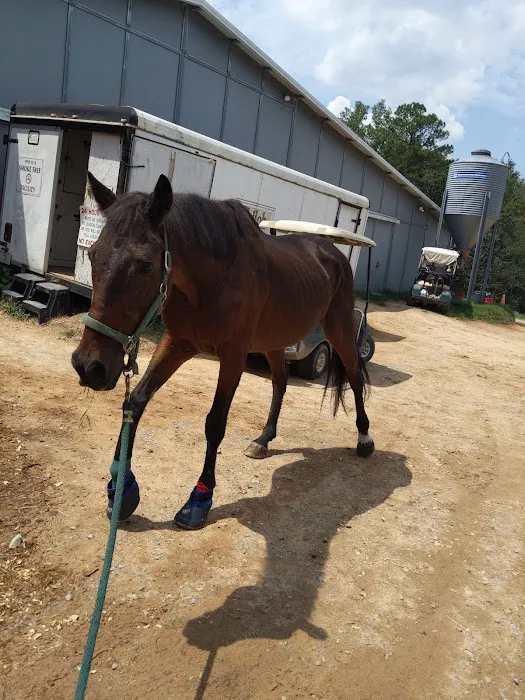 Large Animal Veterinary Services 12