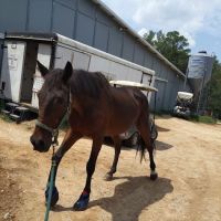 Large Animal Veterinary Services ico