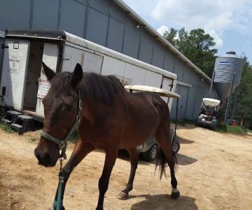 Large Animal Veterinary Services