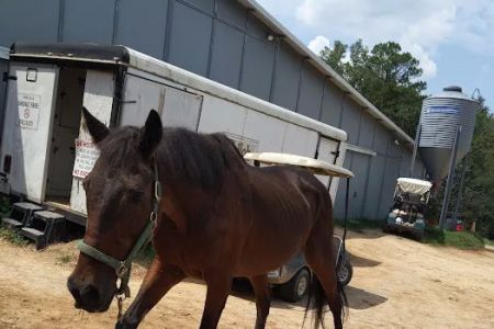 Large Animal Veterinary Services