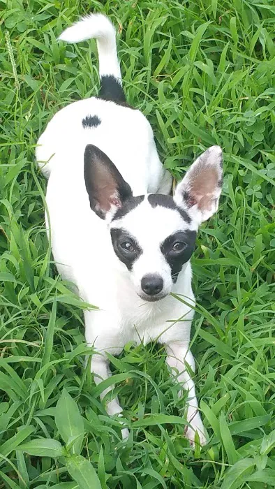 Banfield Pet Hospital 12