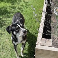 Banfield Pet Hospital ico