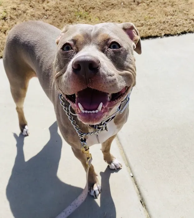 Wake Forest Animal Hospital 6