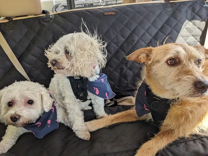 Wake Forest Animal Hospital 5