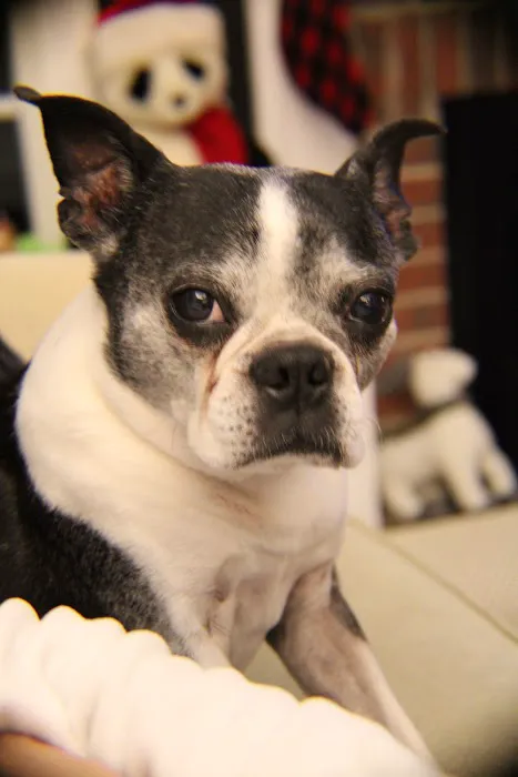 Wake Forest Animal Hospital 9