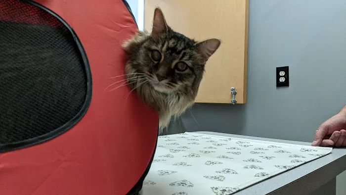 Wake Forest Animal Hospital 4