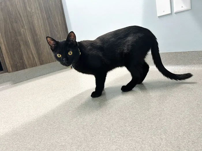 Brentwood Veterinary Center 12