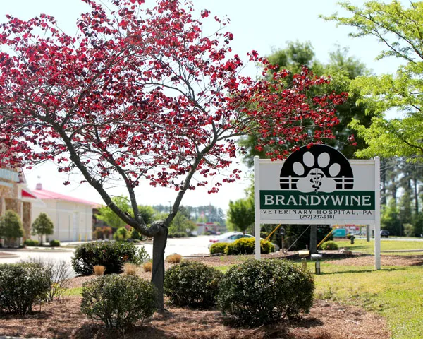 Brandywine Veterinary Hospital 12