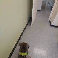 Wilson Veterinary Hospital ico