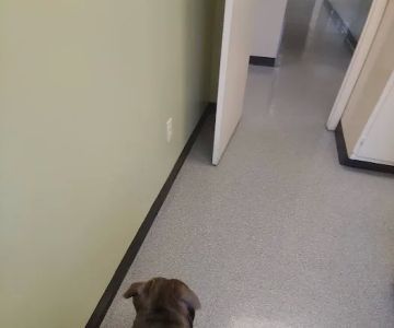Wilson Veterinary Hospital