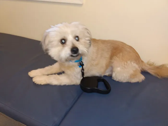 Willow Grove Animal Clinic 12