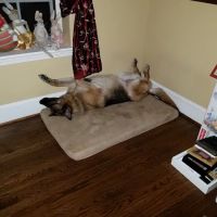 Willow Grove Animal Clinic ico
