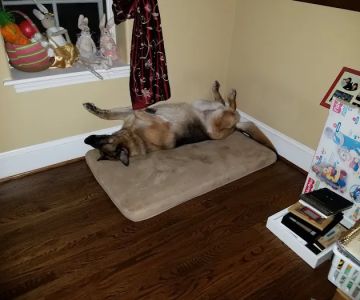 Willow Grove Animal Clinic