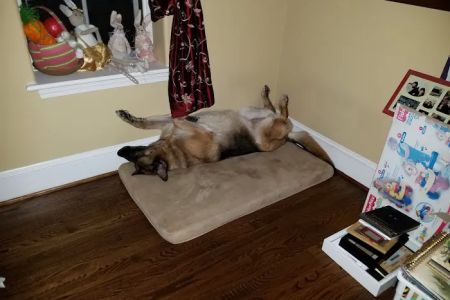 Willow Grove Animal Clinic