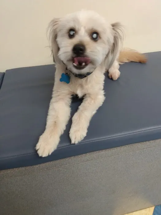 Willow Grove Animal Clinic 12
