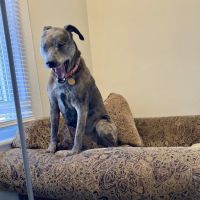 Willow Grove Animal Clinic - Susan Morphis DVM ico