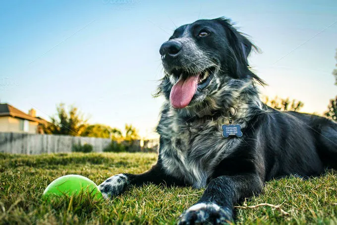 Nash County Animal Hospital 12