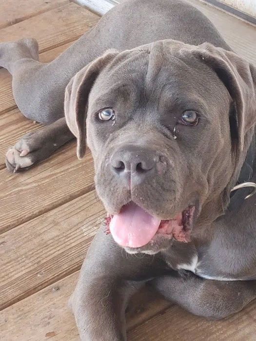 Nash County Animal Hospital 12