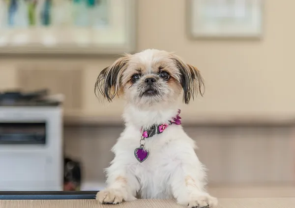 Nash County Animal Hospital 12