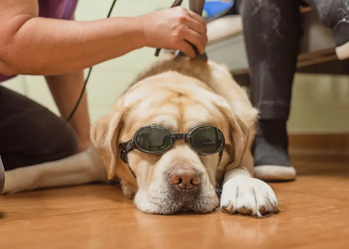 Hicks Animal Clinic 12