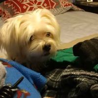 Hicks Animal Clinic ico