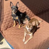 Coats Veterinary Hospital ico