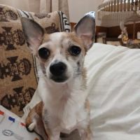 Magnolia Grace Animal Hospital ico