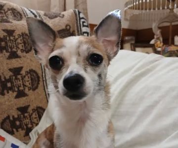 Magnolia Grace Animal Hospital