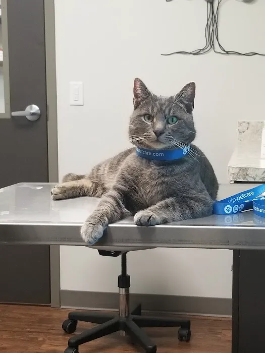 Magnolia Grace Animal Hospital 12