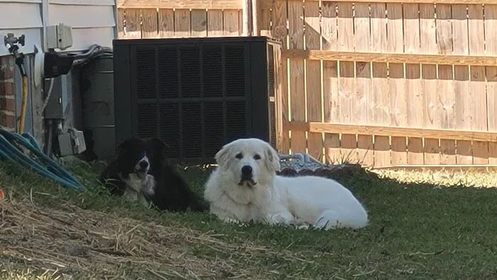 Magnolia Grace Animal Hospital 12