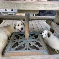PetVet Vaccination Clinic ico