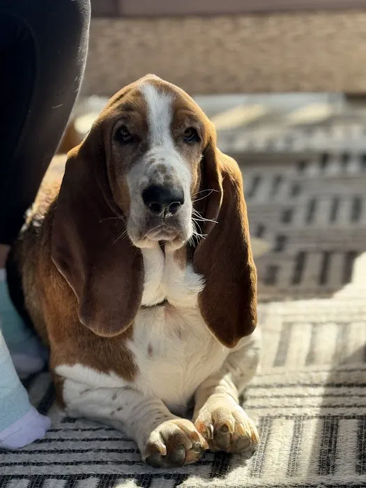 Riverside Veterinary Hospital: Bob Cameron DVM 4