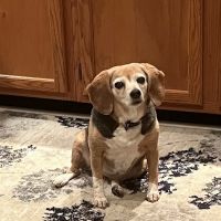 Countryview Animal Hospital ico