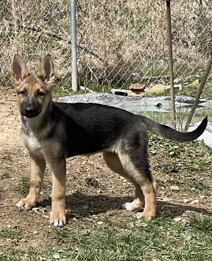 Bell County Animal Clinic 12