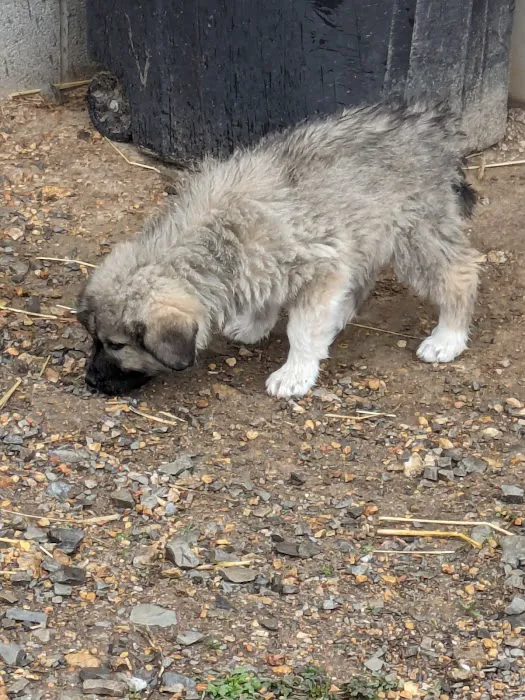 Bell County Animal Clinic 12