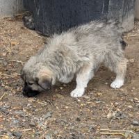 Bell County Animal Clinic ico
