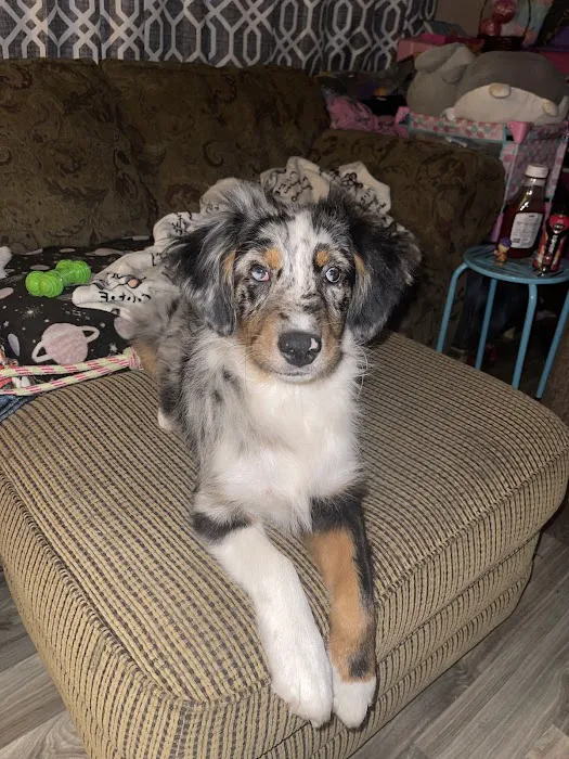 Bell County Animal Clinic 12